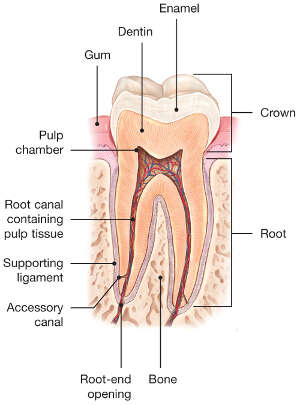 Labeled cross-section diagram of a human tooth showing enamel, dentin, pulp chamber, root canal, gums, bone, crown, and root.